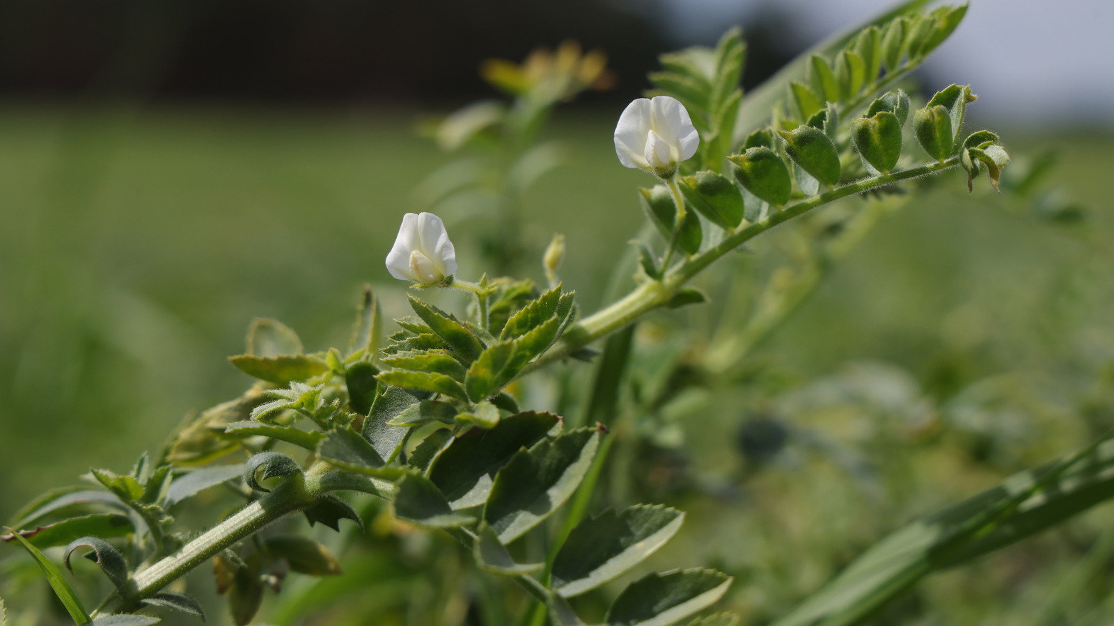 Toprağı zenginleştiren ve kuraklığa dayanıklı