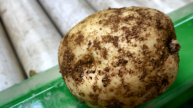 Üzerinde kir bulunan bir rafta taze hasat snowden patates