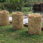 Dikey bahçe hasatınızı en üst düzeye çıkarmak için 9 en iyi patates çeşidi