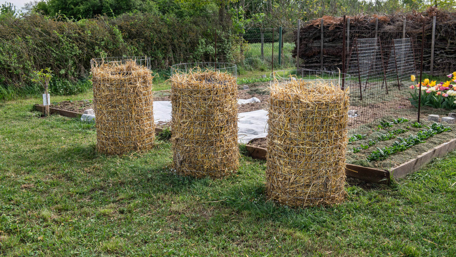 Dikey bahçe hasatınızı en üst düzeye çıkarmak için 9 en iyi patates çeşidi