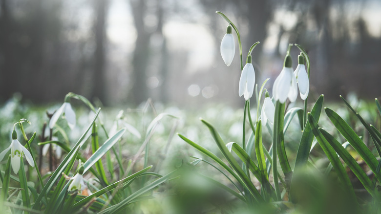 Snow-hophors yakın çekimde gösterilmiştir.