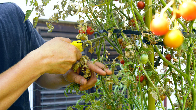 Bir çift el ölü ve hastalıklı domates dalı ve yaprakları keser.