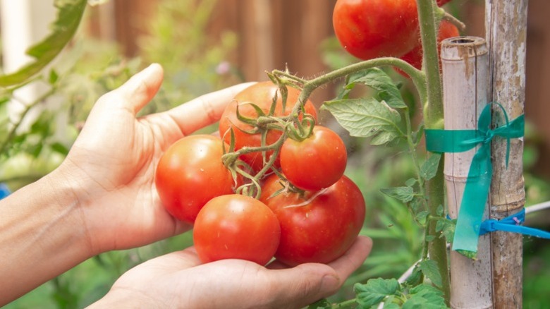 Bambu bahisleri tarafından desteklenen asma dallarında olgunlaşmış bir domates kümesi tutan eller.