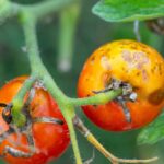 Basit domates bahçecilik ipucu, başlamadan önce yanmayı durdurmaya yardımcı olmanız gerekir