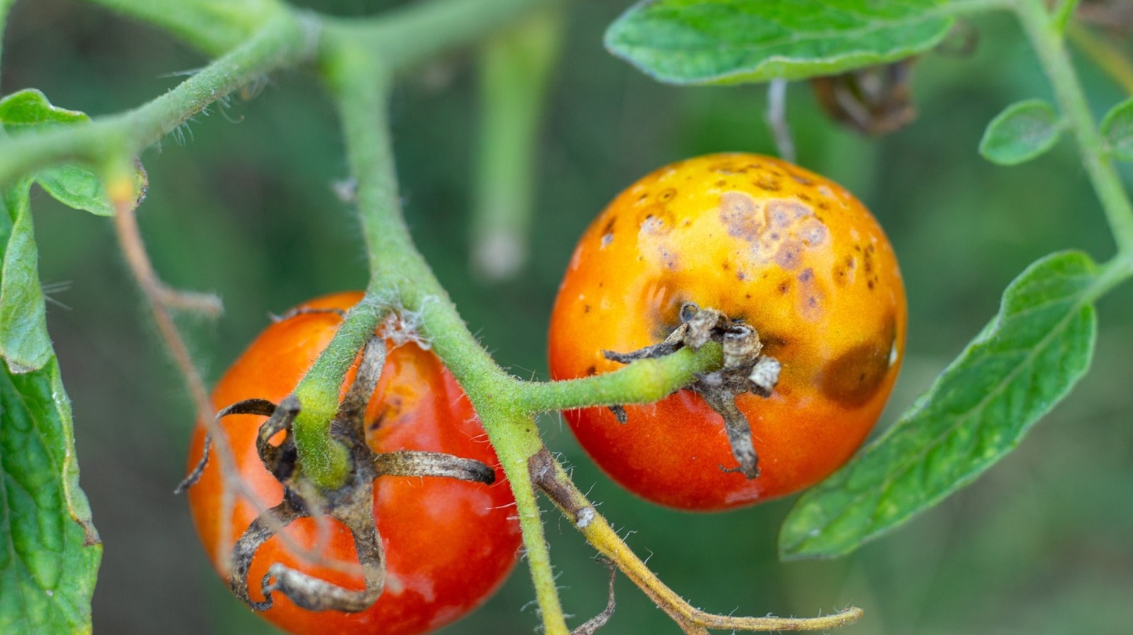 Basit domates bahçecilik ipucu, başlamadan önce yanmayı durdurmaya yardımcı olmanız gerekir