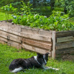 Ahşap paletleri, basit bir upcycling DIY ile çarpıcı yükseltilmiş bir bahçe yatağına dönüştürün