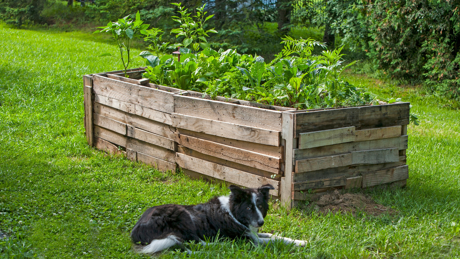 Ahşap paletleri, basit bir upcycling DIY ile çarpıcı yükseltilmiş bir bahçe yatağına dönüştürün