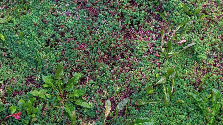 Yabani otların etrafında büyüyen bir zemin örtüsü bitkisi.