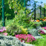 Yabani otlar için büyüyen zemin kapakları güzel bir beyinsizdir - gizli dezavantajlar var mı?