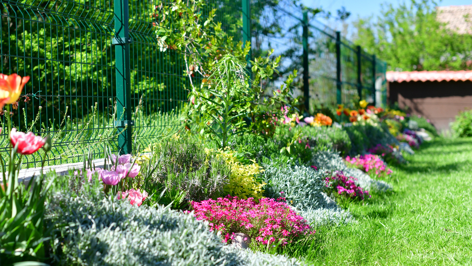 Yabani otlar için büyüyen zemin kapakları güzel bir beyinsizdir - gizli dezavantajlar var mı?