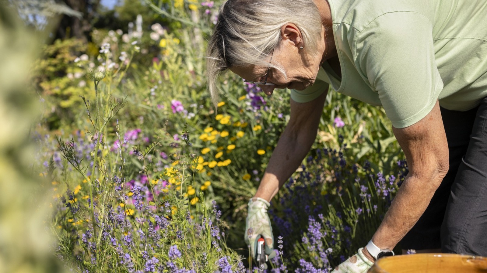 15 çok yıllık bitkiler sonbaharda budamalısınız
