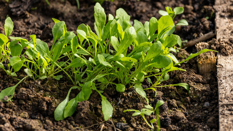 Yükseltilmiş ahşap bahçe yatağında filizlenen roka fideleri