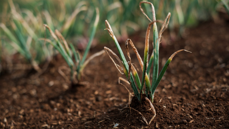 Soğan Yeşiller Toprakta sıralarda filizleniyor