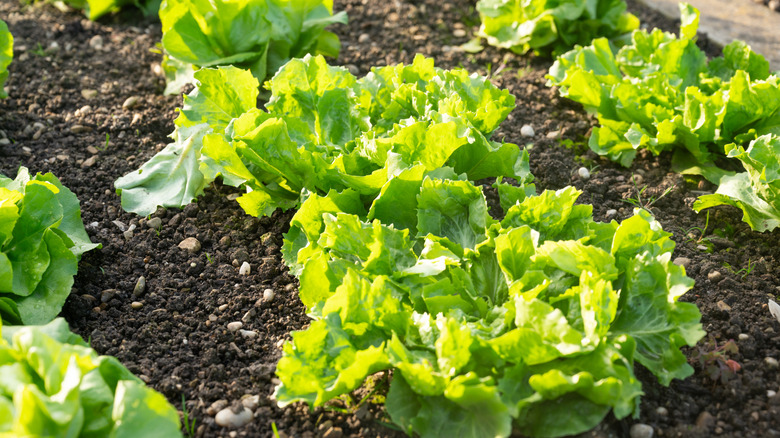 Bir bahçede büyüyen marul sıraları