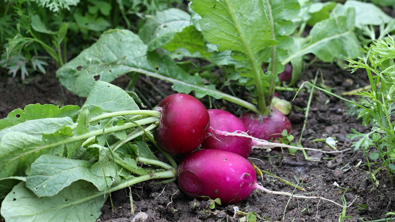 Hala yerde bir dizi turpın yanındaki kire uzanan kırmızı turplar