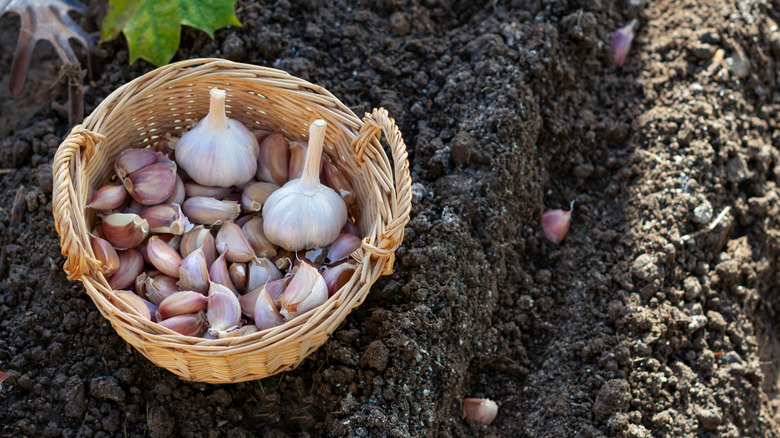 Topraktaki bir hendek yanında, içine eşit aralıklı karanfil yerleştirilmiş bir sarımsak karanfil sepeti karanfil