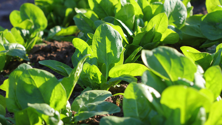 Sıralarda büyüyen genç spinanch bitkileri