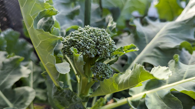 Bir bahçede büyüyen genç brokoli bitkisi