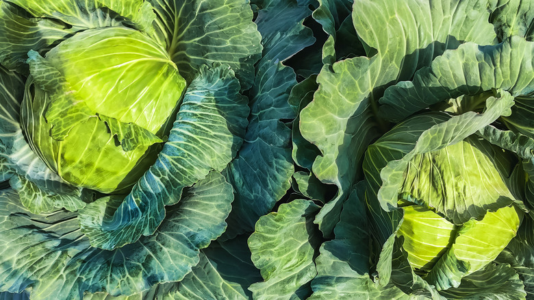 Bahçede büyüyen taze lahana kafaları