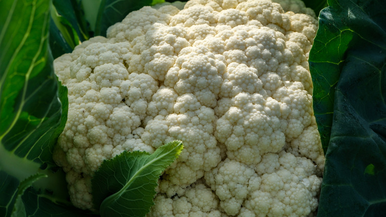 Bir bahçede büyüyen tek bir karnabahar bitkisi