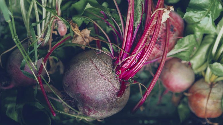 Bir yığın halinde yatan yeşillikli taze hasat pancar kökleri
