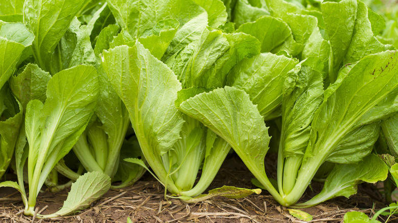 Bir bahçede üst üste büyüyen hardal yeşillikleri