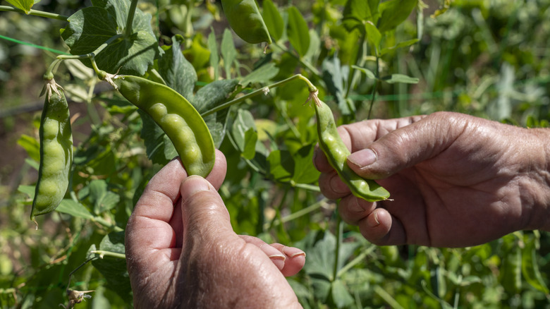 Bahçıvanın elleri bir bahçede büyüyen genç bezelye baklalarını tutuyor