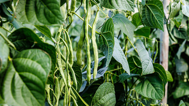 Kafes üzerinde büyüyen yeşil beens