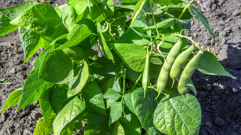 Bir bahçede büyüyen çalı fasulyeleri