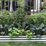 Bahçe bölgesine dayanan Eylül ayında ekilecek en iyi 16 sebze