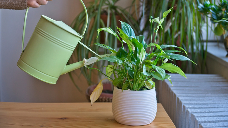 Barış zambaklarını bir konteynere iç mekanda dikti