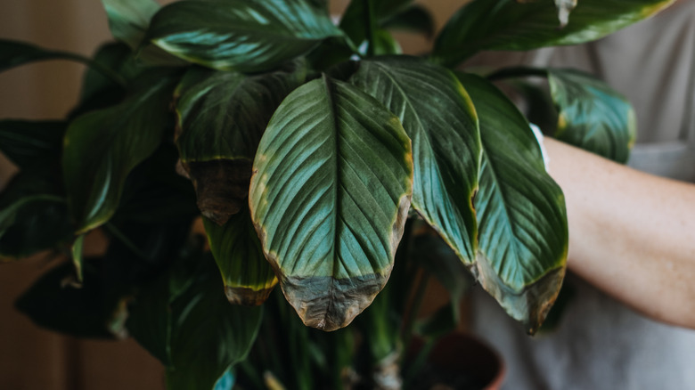 Güneş kaydırılmış yaprakları olan bir barış zambak.