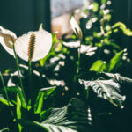 Barış zambaklarınızı sağlıklı tutun ve önemli bir güneş ışığı ipucuyla gelişiyor