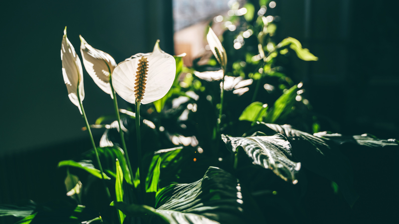 Barış zambaklarınızı sağlıklı tutun ve önemli bir güneş ışığı ipucuyla gelişiyor