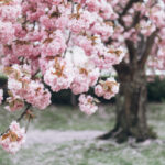 En iyi meyve ve renkli çiçekler için bir kiraz ağacı ekmek için yılın en iyi zamanı