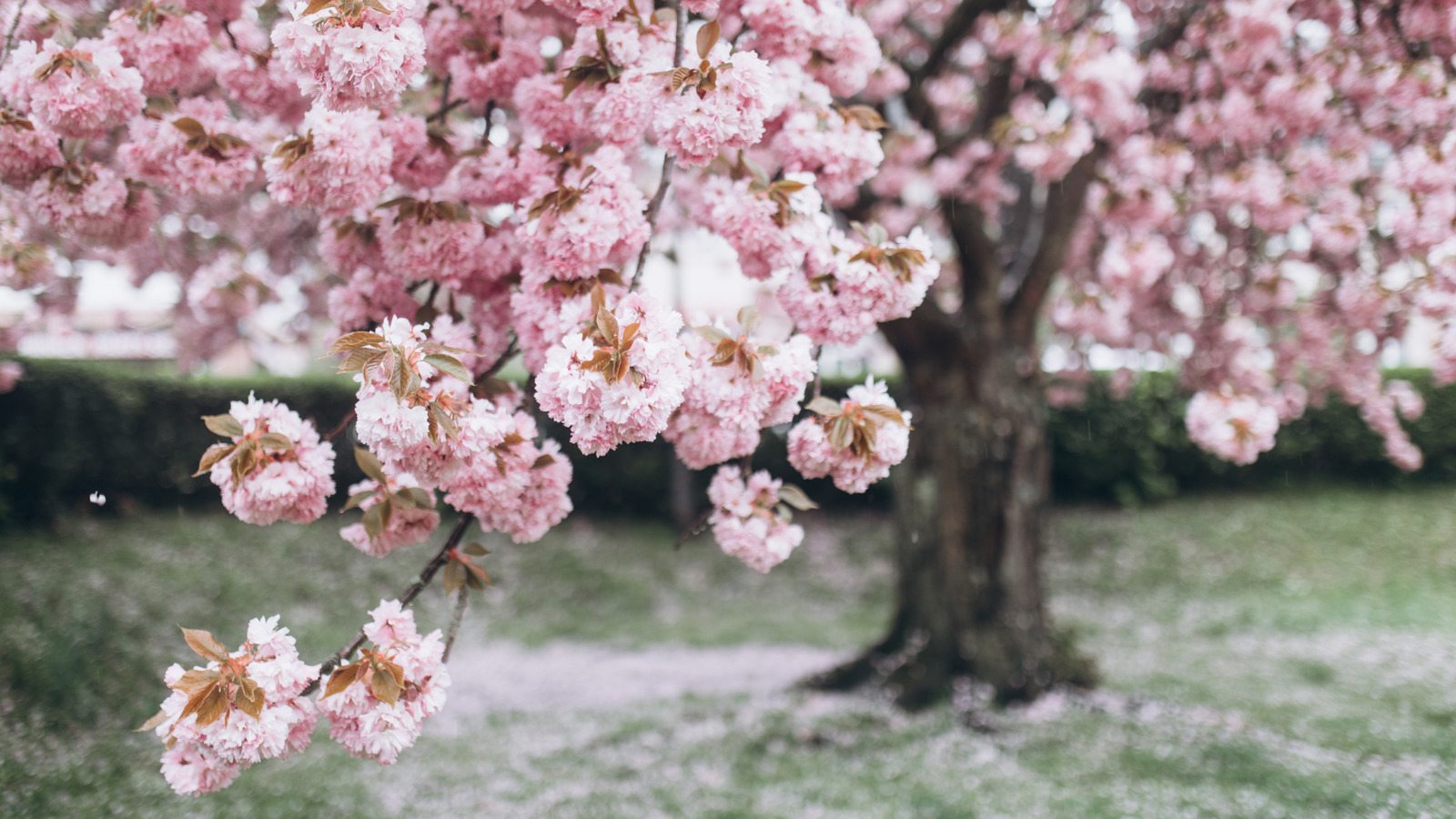 En iyi meyve ve renkli çiçekler için bir kiraz ağacı ekmek için yılın en iyi zamanı