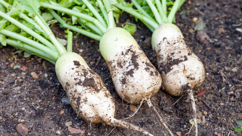 Bahçede 3 Daikon turp