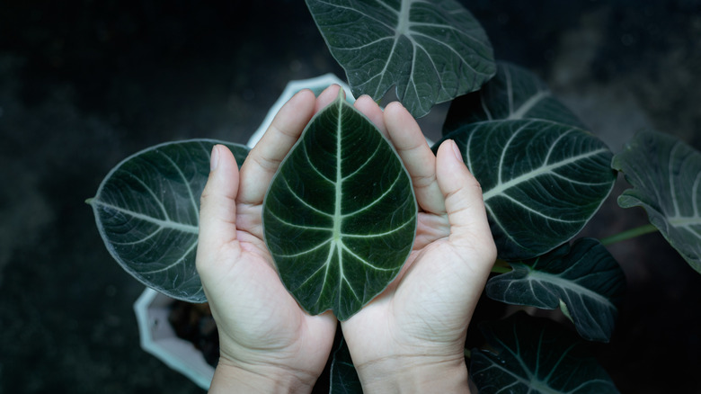 Boyutu göstermek için siyah kadife alokazinin büyük yaprağını tutan bir kişi