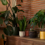 Düşük ışıklı koşullar bu çarpıcı houseplant için sorun değil