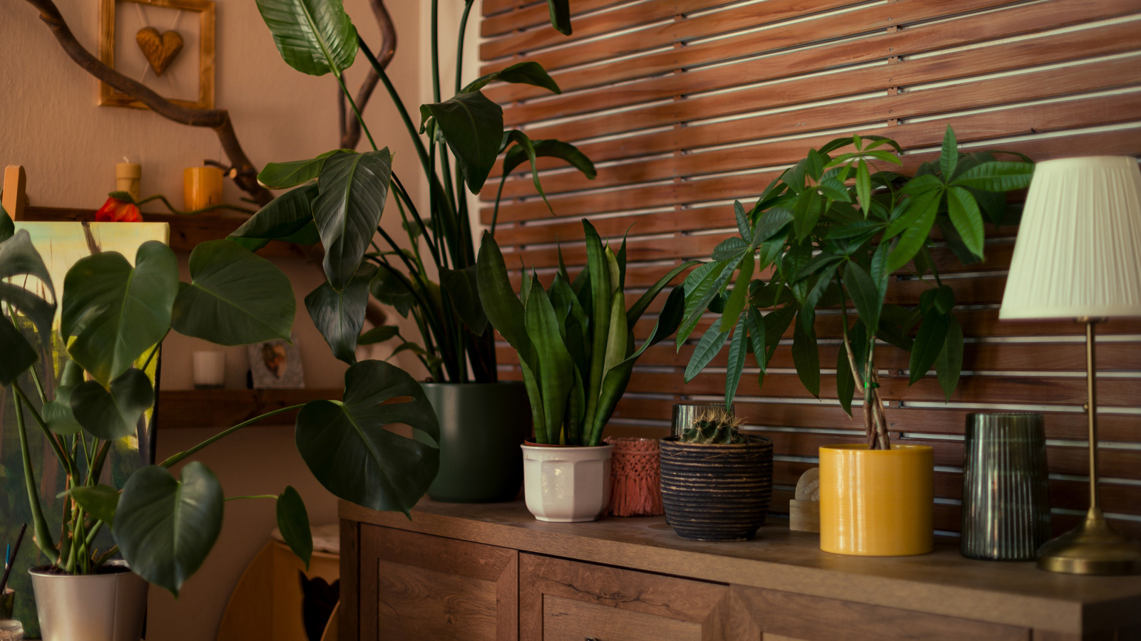 Düşük ışıklı koşullar bu çarpıcı houseplant için sorun değil