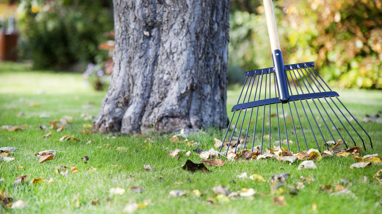 Bir tırmık bir bahçedeki ağaç gövdesine yaslanır.