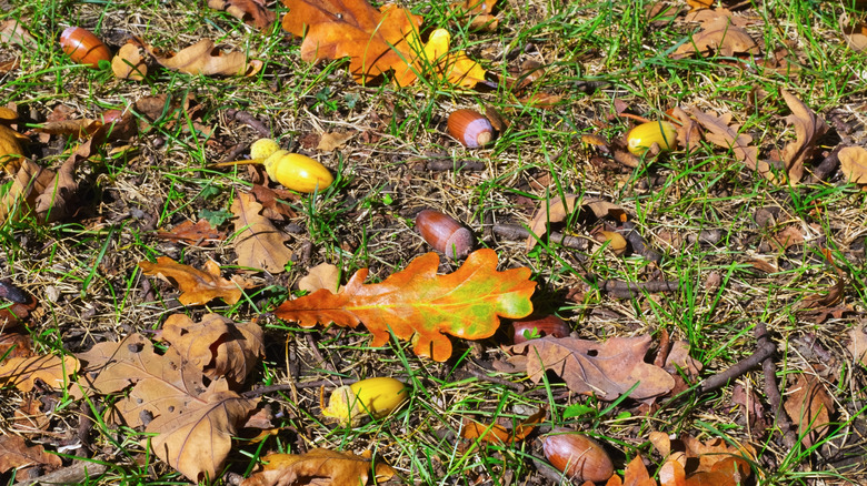 Meşe palamudu ve çöpleri bir çim.