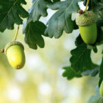 İşte Oak Tree'nin bu yıl normalden çok daha fazla meşe palamudu ile vuruyor