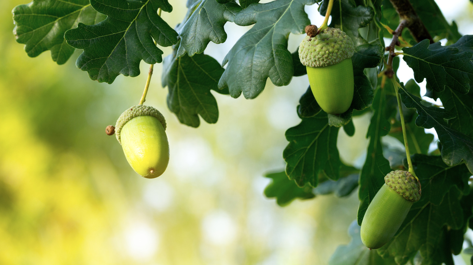 İşte Oak Tree'nin bu yıl normalden çok daha fazla meşe palamudu ile vuruyor