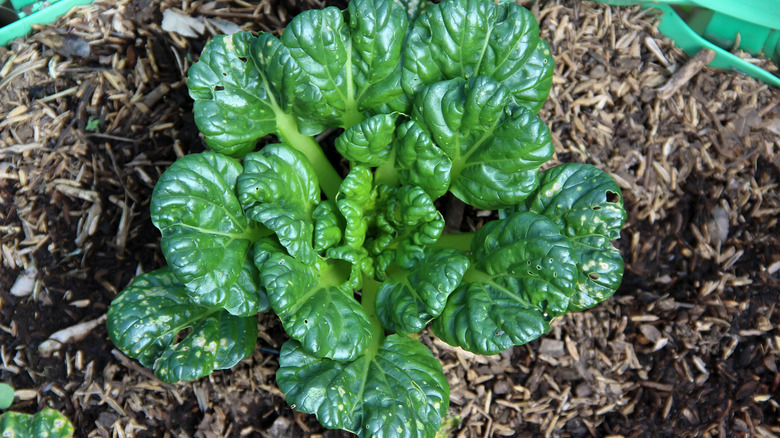 Bir bahçede bir Tatsoi bitkisi büyür.