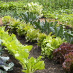 Marul'a hızlı büyüyen bir alternatif, bahçenizde olmak için yalvarıyor