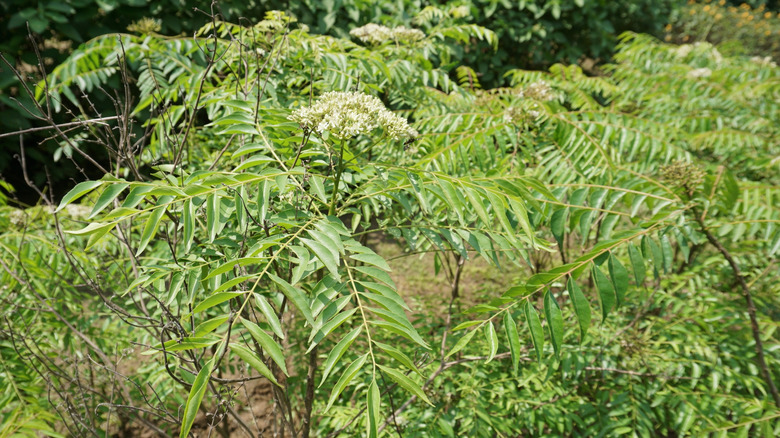 Parlak yeşil ve ince yaprakları ve beyaz çiçekleri olan yetişkin bir köri yaprak ağacı.