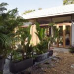 Çok az bakım ile gelişecek narenciye tropikal ağaç