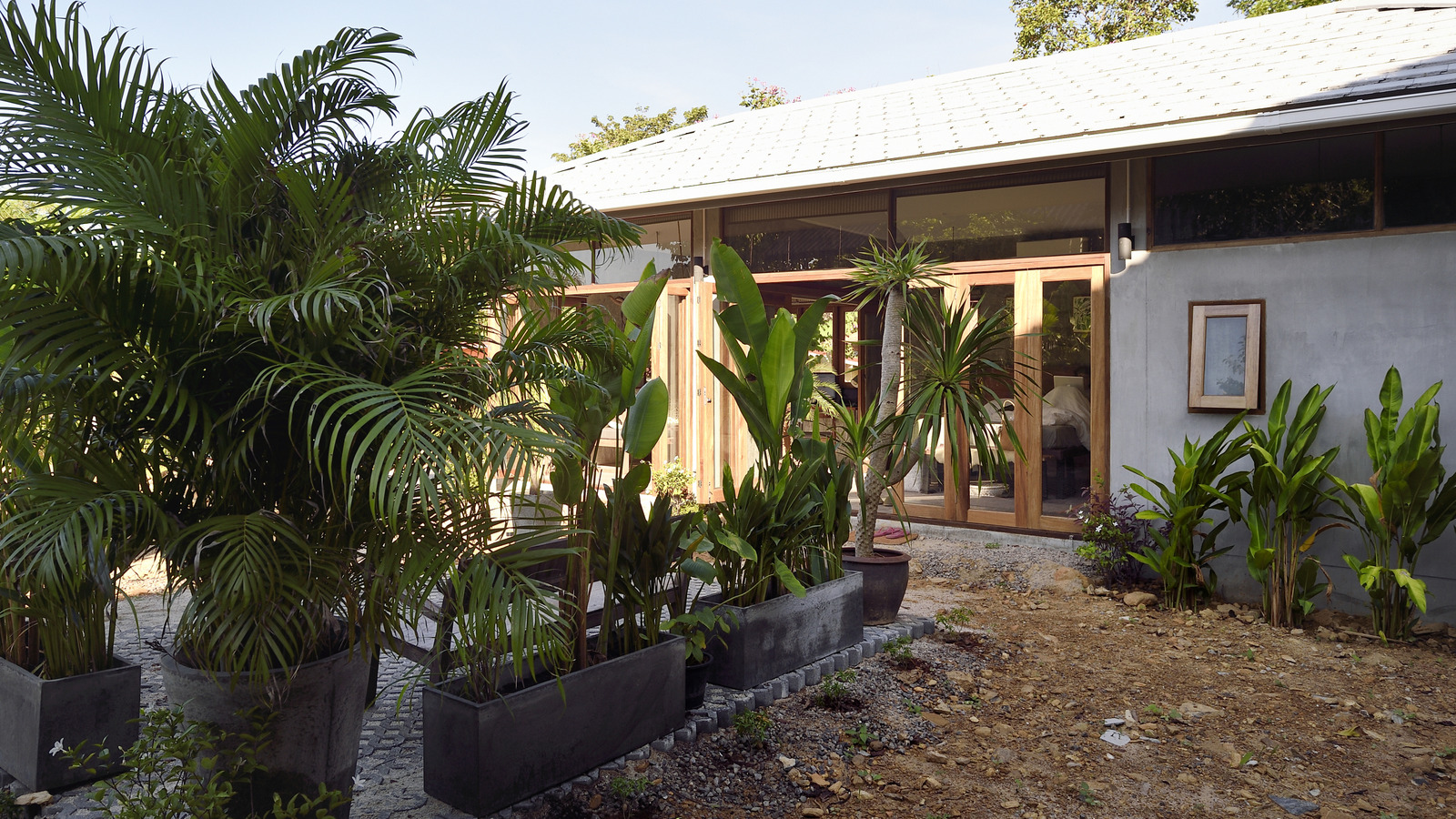 Çok az bakım ile gelişecek narenciye tropikal ağaç