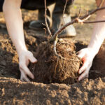 İsmin seni kandırmasına izin verme: Asla tatlı kiraz ağaçları yetiştirmemelisin